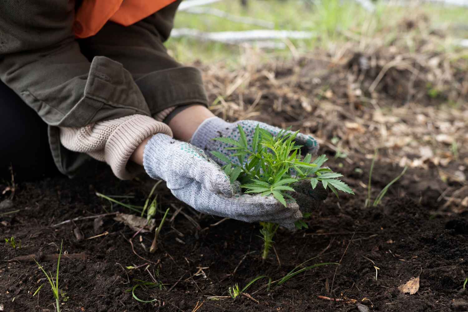 The Steps Involved in Our Tree Care Process in Westmont, IL